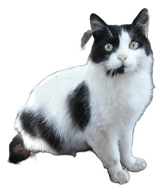 Stiker kucing hitam putih