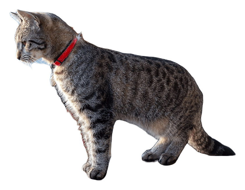 Stiker kucing loreng berkalung merah