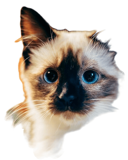 Stiker kucing colorpoint bermata biru