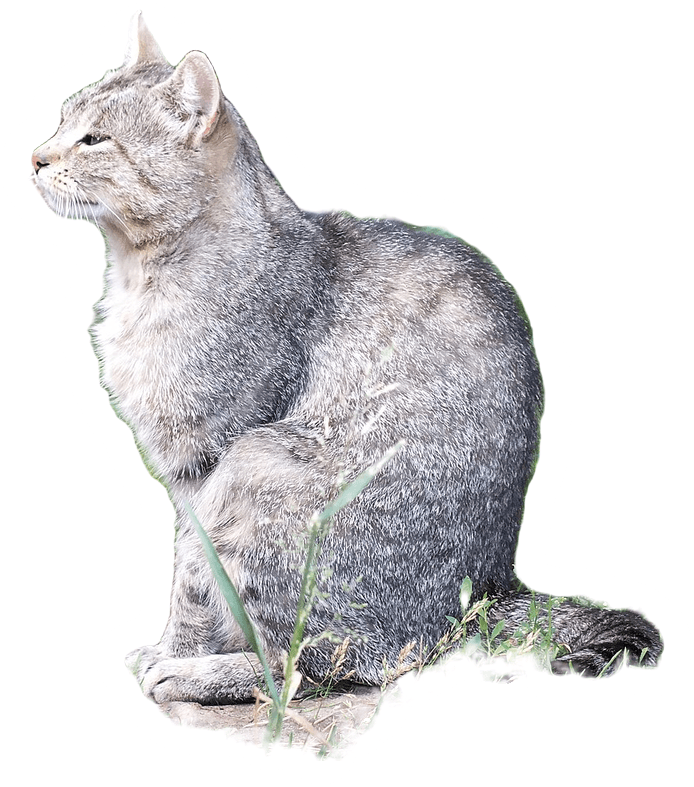 Stiker kucing loreng abu-abu