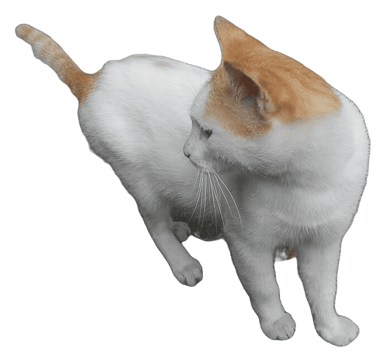 Stiker kucing oranye putih