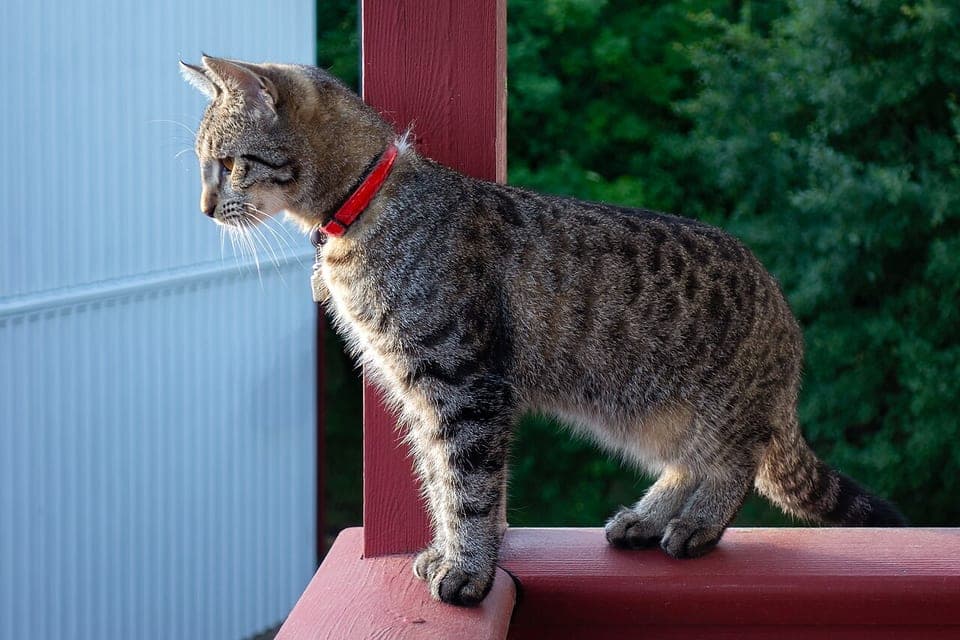 Foto asli kucing loreng berkalung merah sebelum dipotong